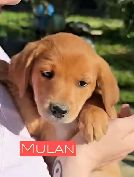 Mulan cucciola di 3 mesi tg piccola cerca casa  | Foto 5