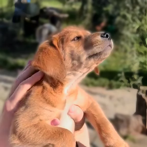 Mulan cucciola di 3 mesi tg piccola cerca casa  | Foto 4