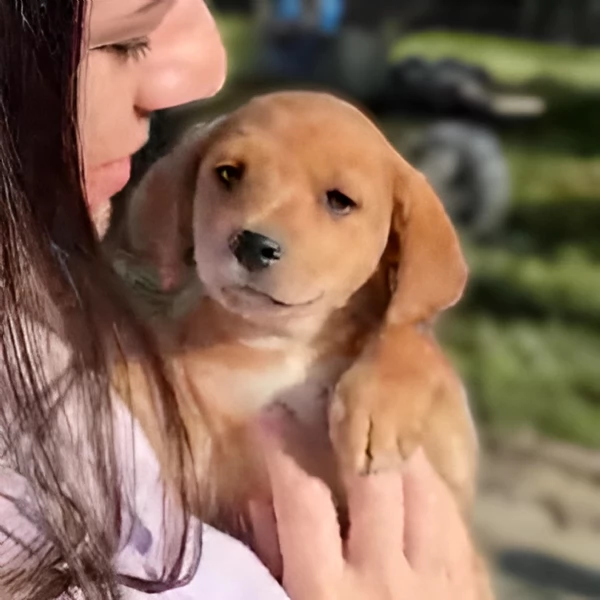 Mulan cucciola di 3 mesi tg piccola cerca casa  | Foto 3