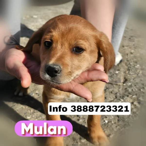 Cuccioli taglia medio piccola cercano casa 3 mesi | Foto 3