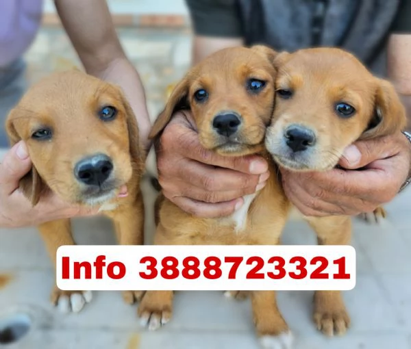 Cuccioli taglia medio piccola cercano casa 3 mesi