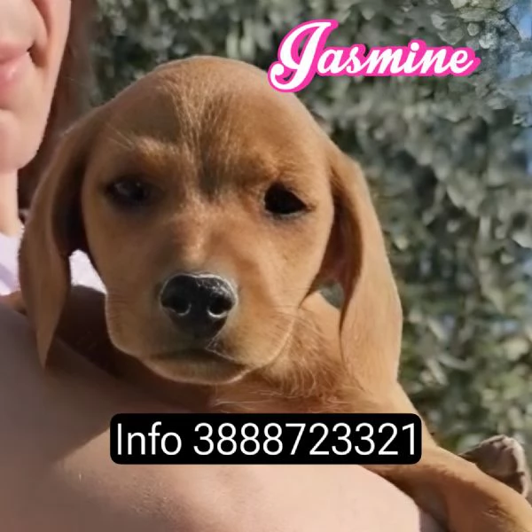 Cuccioli taglia medio piccola cercano casa 3 mesi | Foto 1