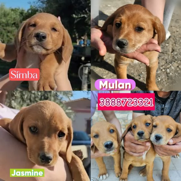 Cuccioli taglia medio piccola cercano casa 3 mesi | Foto 0