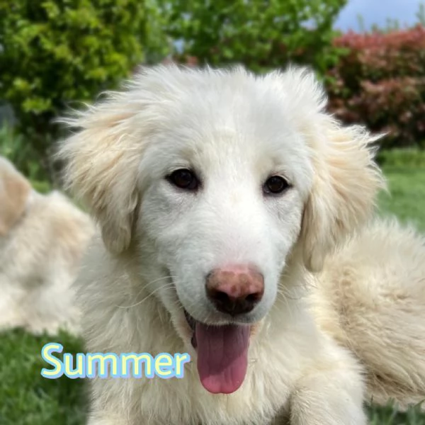 Summer dolcissima cucciola di 5 mesi cerca casa  | Foto 1