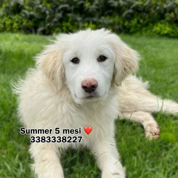Summer dolcissima cucciola di 5 mesi cerca casa 
