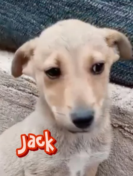 Jack e Jasmine 3 mesi taglia piccola cercanomcasa | Foto 6