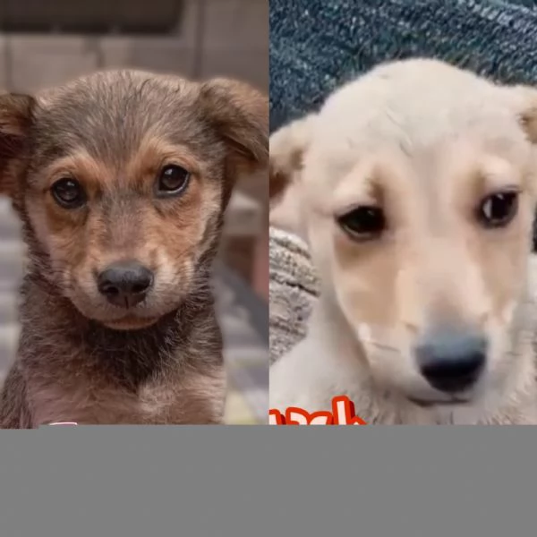 Jack e Jasmine 3 mesi taglia piccola cercanomcasa | Foto 4