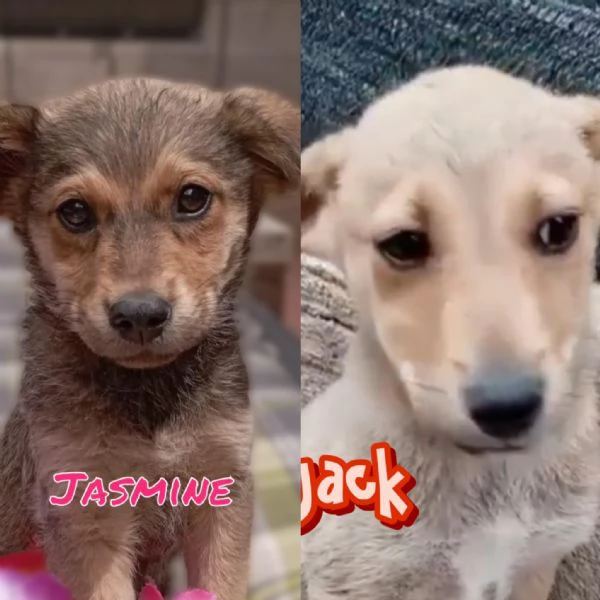 Jack e Jasmine 3 mesi taglia piccola cercanomcasa | Foto 3