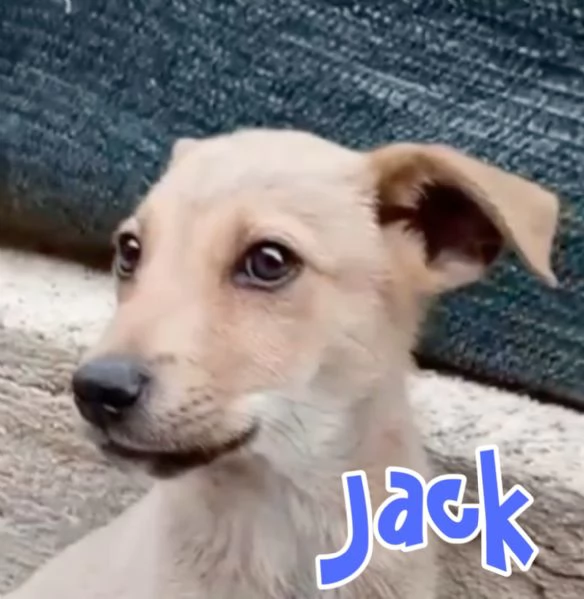 Jack e Jasmine 3 mesi taglia piccola cercanomcasa | Foto 2