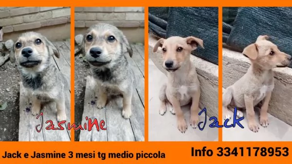 Jack e Jasmine 3 mesi taglia piccola cercanomcasa
