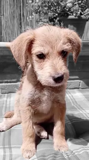 Spyro cucciolo di 3 mesi cerca casa | Foto 5
