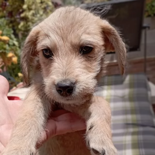 Spyro cucciolo di 3 mesi cerca casa | Foto 1