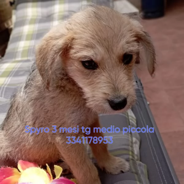 Spyro cucciolo di 3 mesi cerca casa
