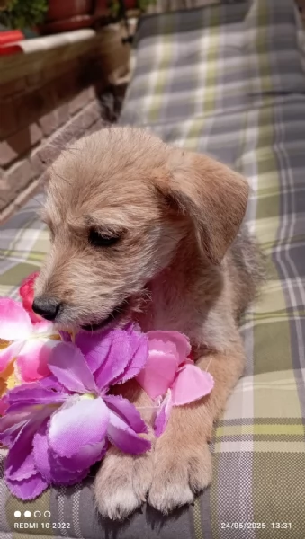 Spyro cucciolo di 3 mesi cerca casa | Foto 0