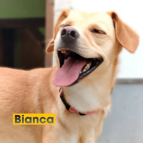 Bianca 1 anno e mezzo taglia medio piccola cerca casa | Foto 5