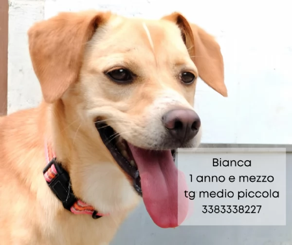 Bianca 1 anno e mezzo taglia medio piccola cerca casa