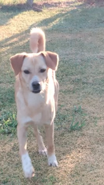 Bianca 1 anno e mezzo taglia medio piccola cerca casa | Foto 4