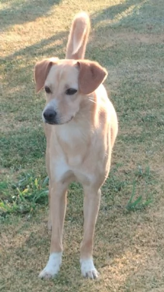 Bianca 1 anno e mezzo taglia medio piccola cerca casa | Foto 2