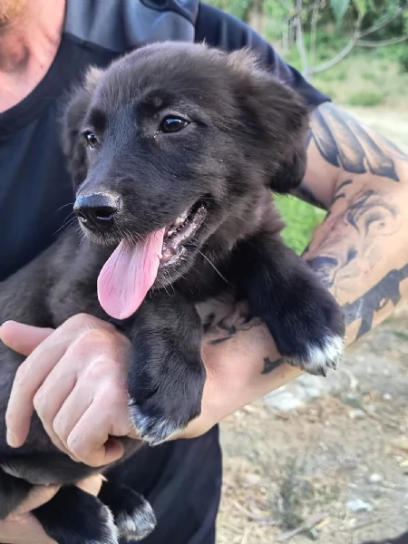 Cuccioli di 3 mesi cercano casa URGENTE  | Foto 6