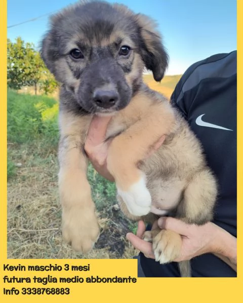 Cuccioli di 3 mesi cercano casa URGENTE  | Foto 5