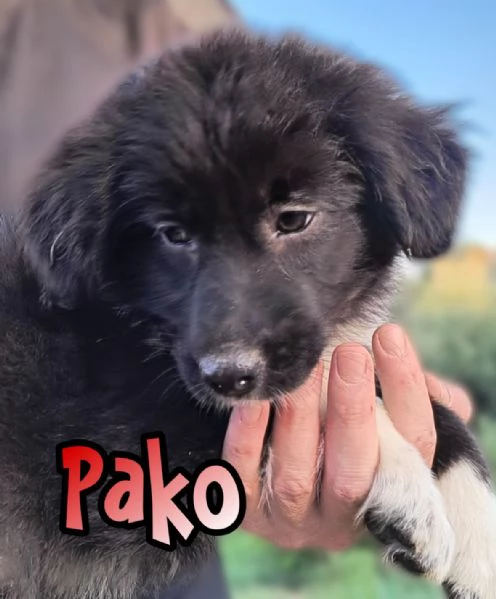 Cuccioli di 3 mesi cercano casa URGENTE  | Foto 4