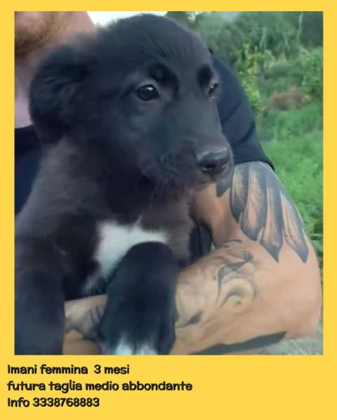 Cuccioli di 3 mesi cercano casa URGENTE  | Foto 3