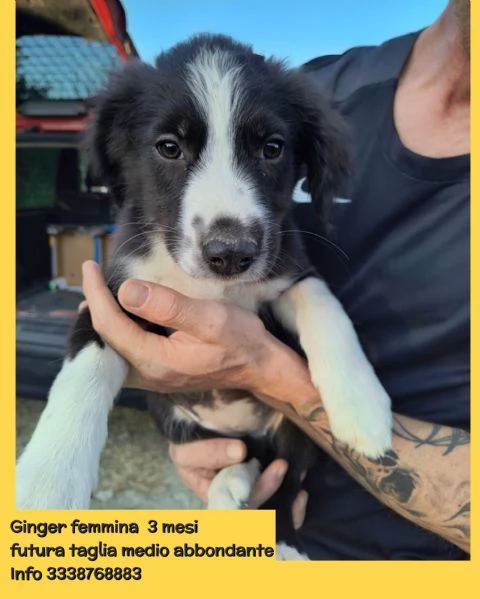 Cuccioli di 3 mesi cercano casa URGENTE  | Foto 2