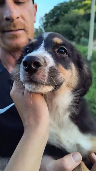 Cuccioli di 3 mesi cercano casa URGENTE  | Foto 1