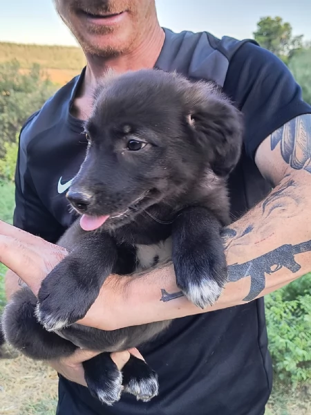 Cuccioli di 3 mesi cercano casa URGENTE  | Foto 0