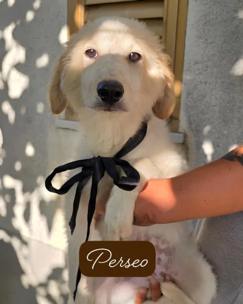 6 cuccioli in cerca di adozione | Foto 6