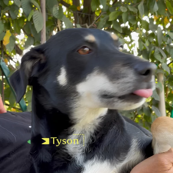 Tyson adottato da cucciolo e abbandonato allet di 3 anni cerca una nuova opportunit  | Foto 3
