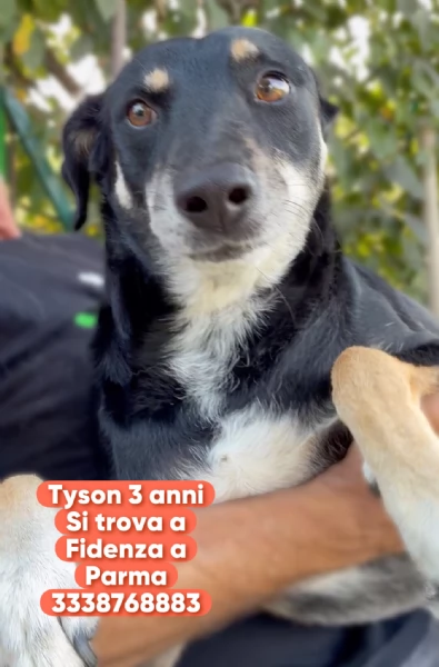 Tyson adottato da cucciolo e abbandonato allet di 3 anni cerca una nuova opportunit  | Foto 2