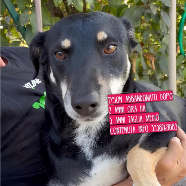 Tyson adottato da cucciolo e abbandonato allet di 3 anni cerca una nuova opportunit  | Foto 1