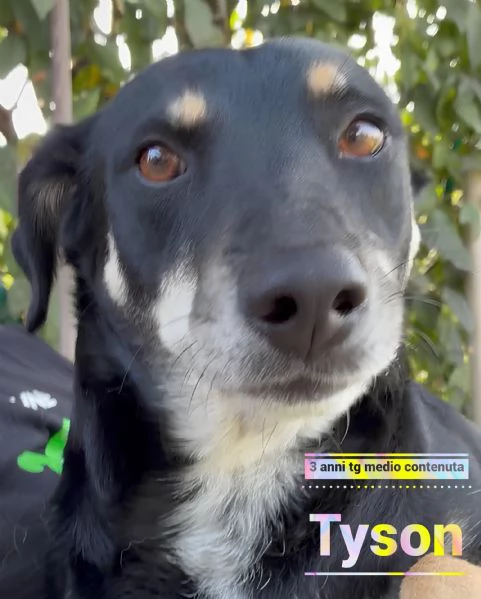 Tyson adottato da cucciolo e abbandonato allet di 3 anni cerca una nuova opportunit 