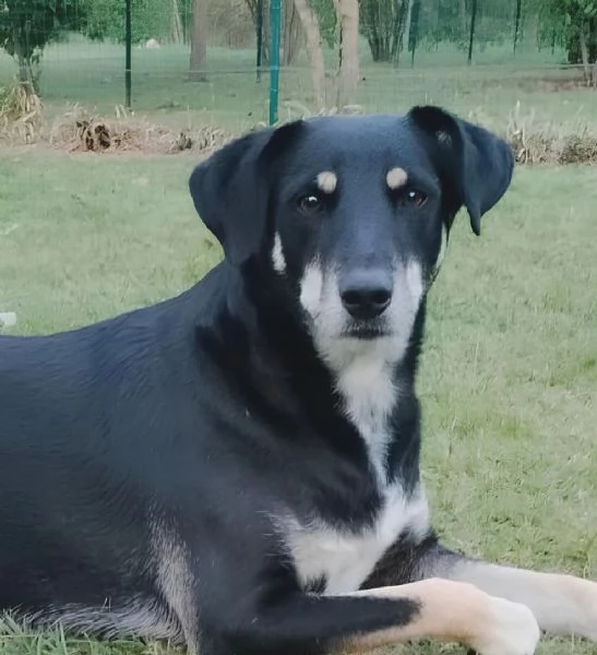 Tyson adottato da cucciolo e abbandonato alletagrave di 3 anni cerca una nuova opportunitagrave 
