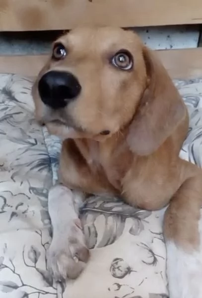 Golia 4 mesi di pura bellezza tg media cerca casa  | Foto 5