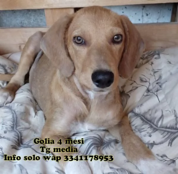 Golia 4 mesi di pura bellezza tg media cerca casa 