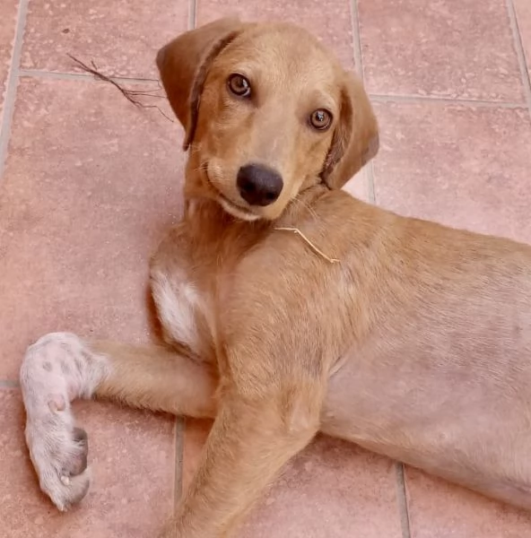 Golia 4 mesi di pura bellezza tg media cerca casa  | Foto 2