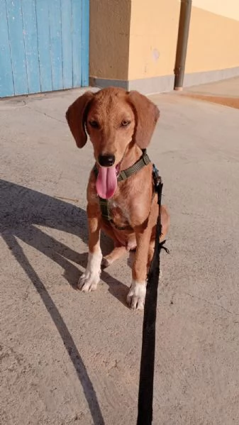 Golia 4 mesi di pura bellezza tg media cerca casa  | Foto 0