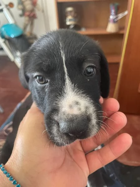 Cuccioli di 50 giorni cercano casa  futura tg media  | Foto 3