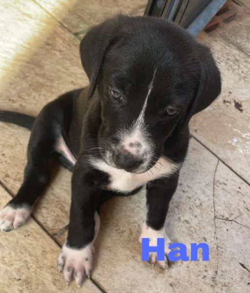 Cuccioli di 50 giorni cercano casa  futura tg media 