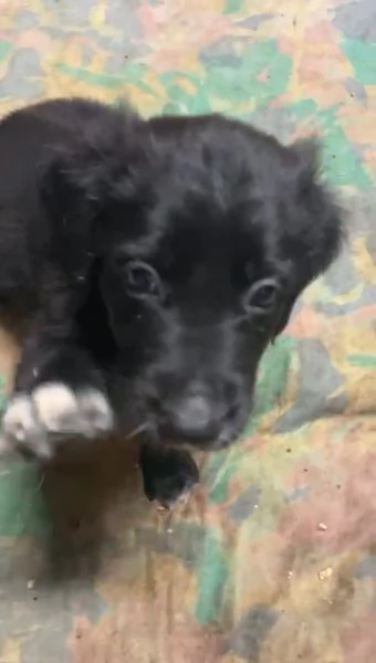 Cuccioli di 50 giorni cercano casa  futura tg media  | Foto 0