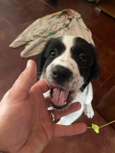 Lando e Leila 2 cuccioli meravigliosi nati il 10 agosto cercano casa  | Foto 5