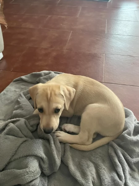 Lando e Leila 2 cuccioli meravigliosi nati il 10 agosto cercano casa  | Foto 4