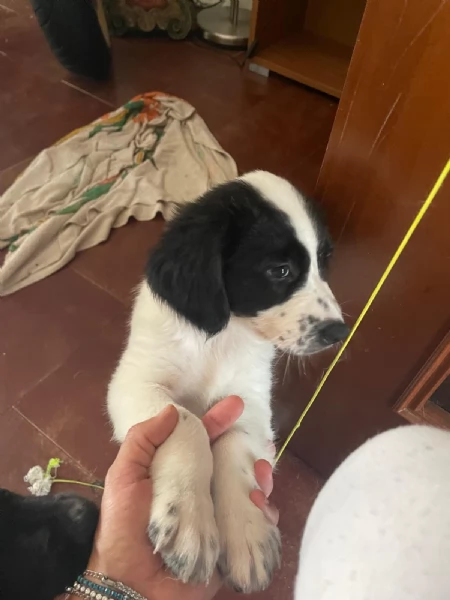 Lando e Leila 2 cuccioli meravigliosi nati il 10 agosto cercano casa  | Foto 3