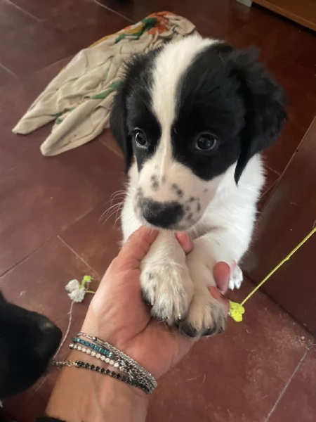 Lando e Leila 2 cuccioli meravigliosi nati il 10 agosto cercano casa  | Foto 2