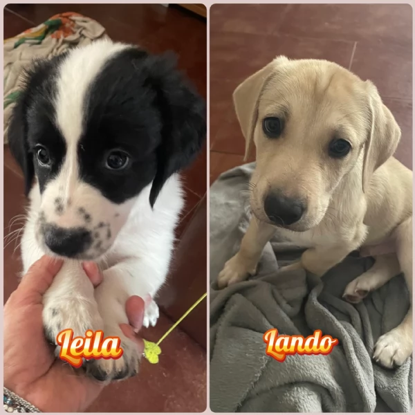 Lando e Leila 2 cuccioli meravigliosi nati il 10 agosto cercano casa 