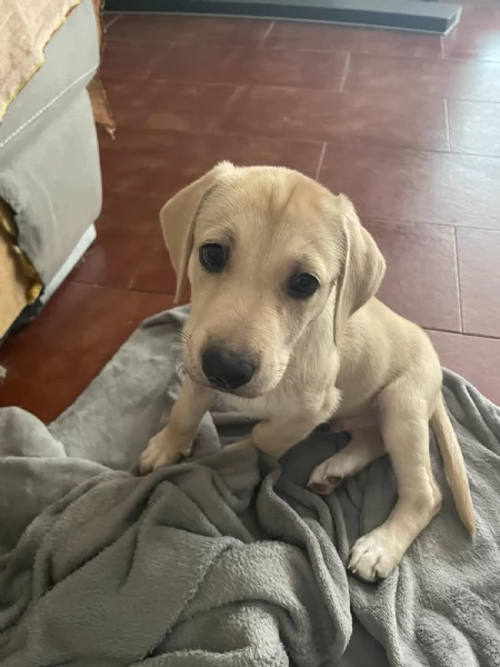 Lando e Leila 2 cuccioli meravigliosi nati il 10 agosto cercano casa  | Foto 1