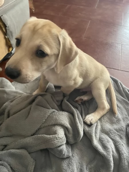 Lando e Leila 2 cuccioli meravigliosi nati il 10 agosto cercano casa  | Foto 0