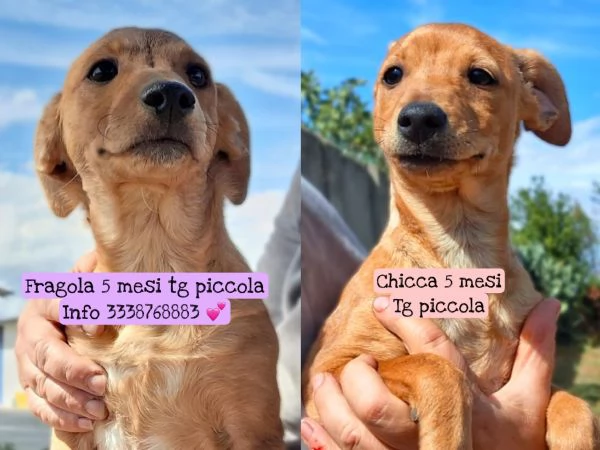 Chicca e fragola 2 sorelline meravigliose taglia piccola 5 mesi cercano casa